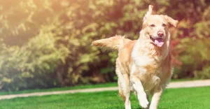 A golden retriever running on grass with a joyful expression