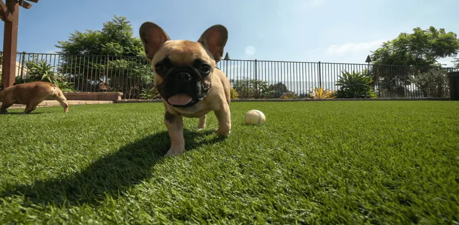 A French Bulldog walks across a grassy area with a ball nearby