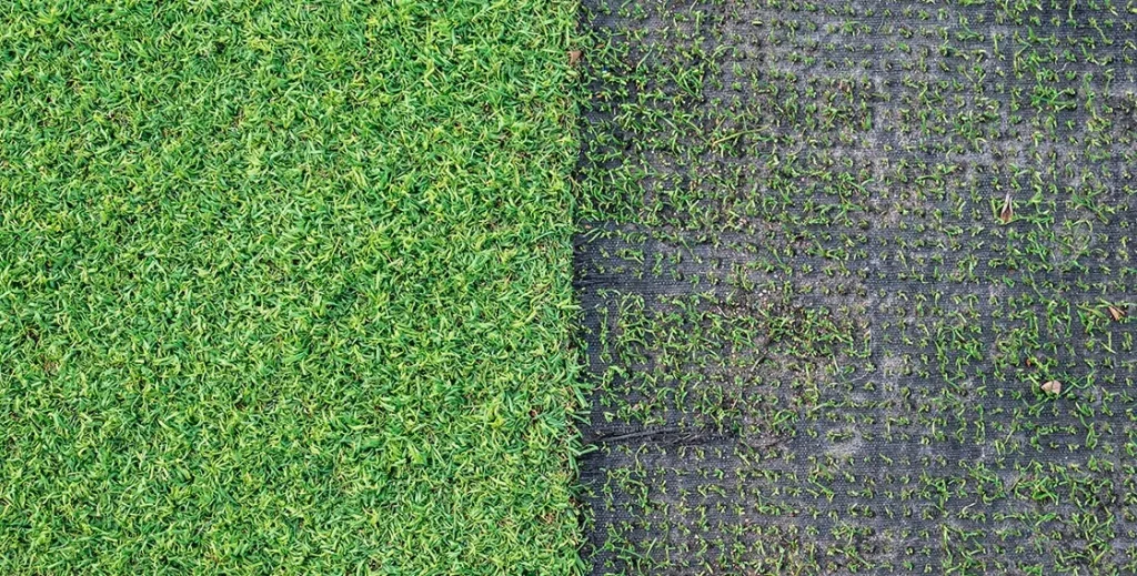 Aerial view of green grass on the left and blackened, bare ground on the right
