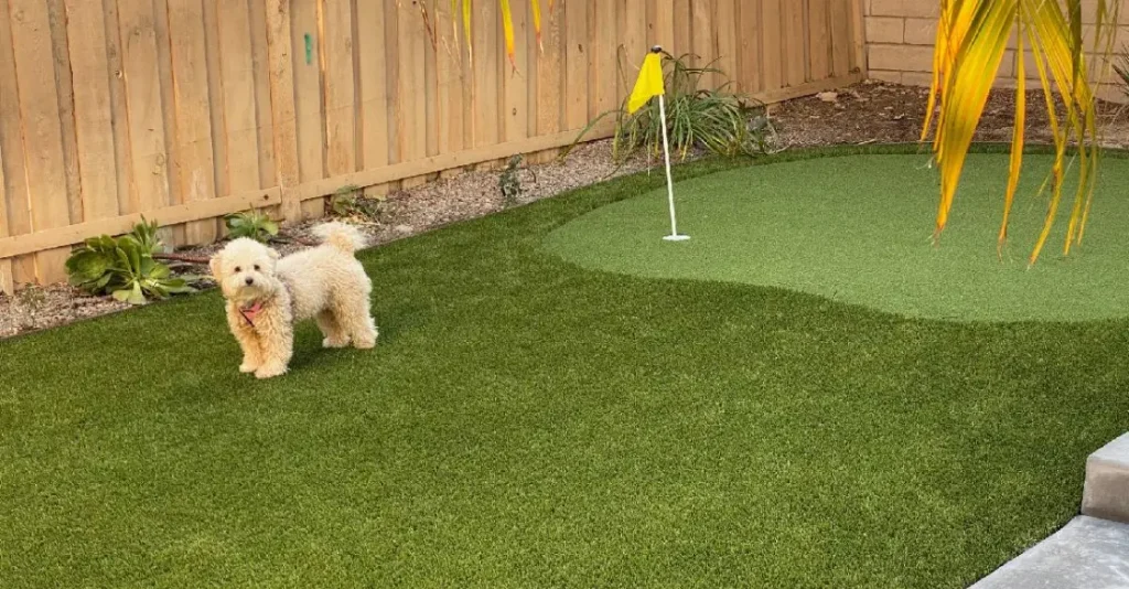 A small dog stands on green grass near a putting green and wooden fence