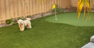 A small dog stands on green grass near a putting green and wooden fence