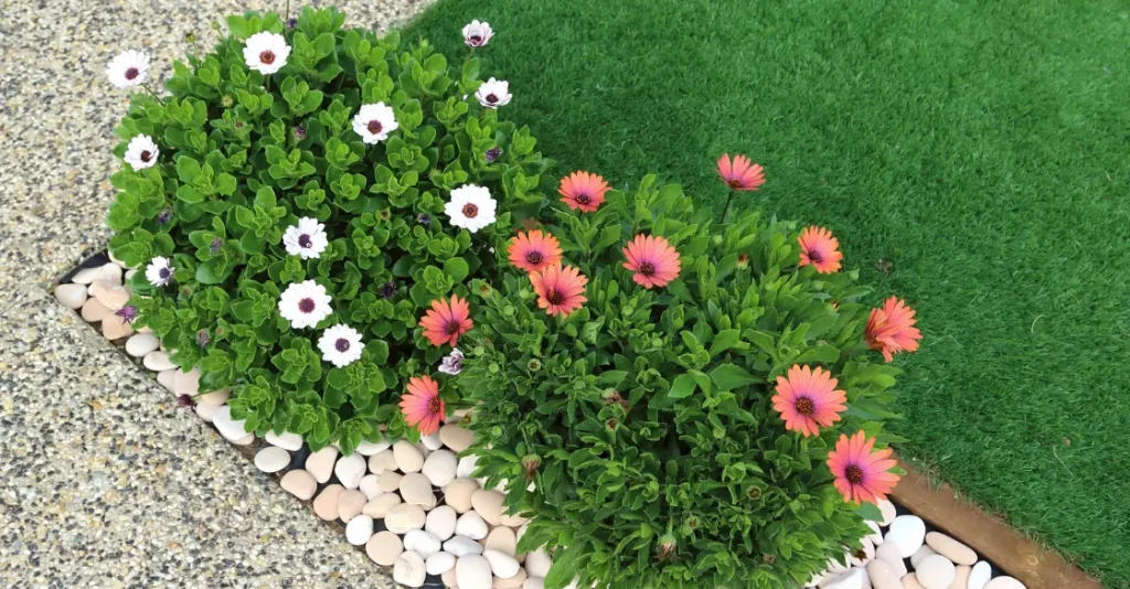 Two flower bushes with white and pink blooms, surrounded by white stones on grass