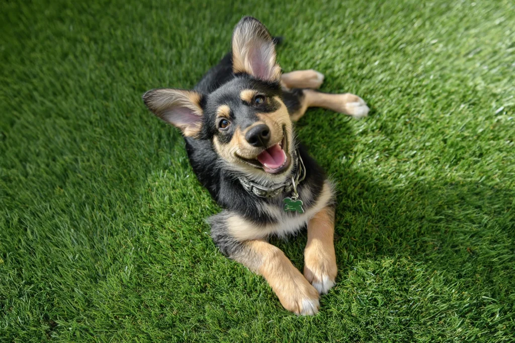 A small dog with floppy ears lies on green grass, looking up and smiling
