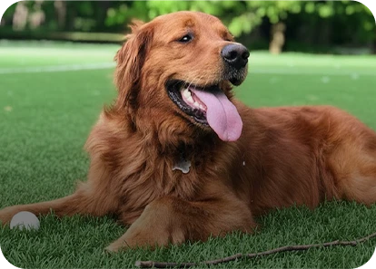 Golden retriever lying on green grass, panting with tongue out