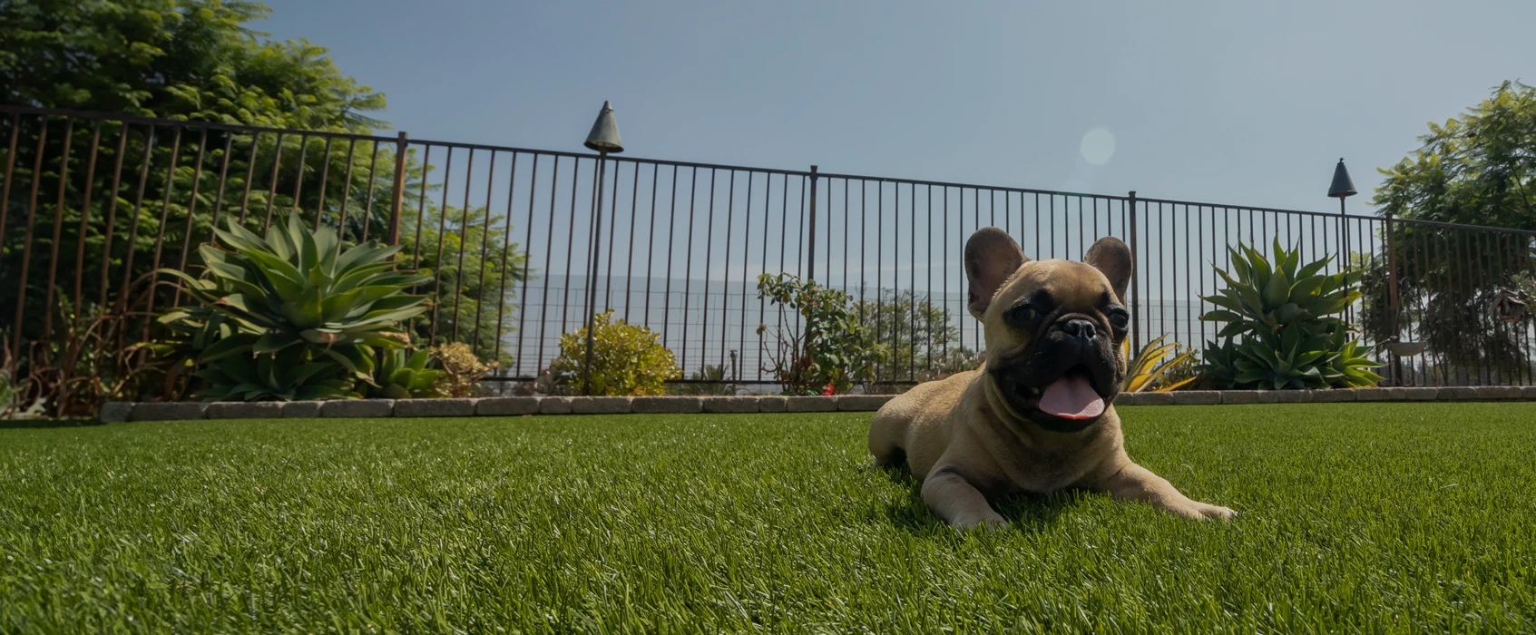 A small dog lying on green grass with a fence and shrubs in the background