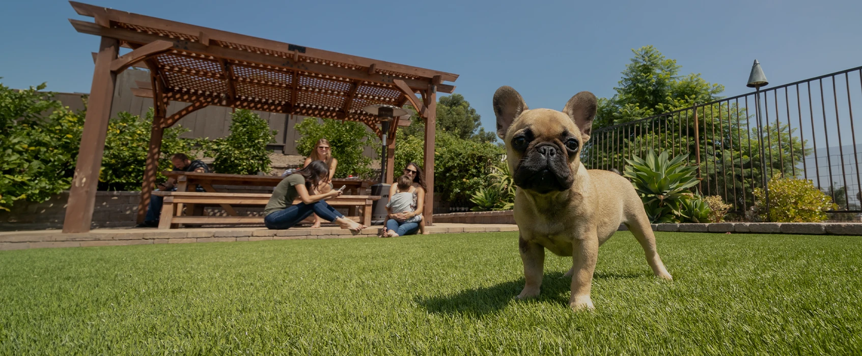A small dog stands on grass in a backyard with people sitting nearby under a pergola
