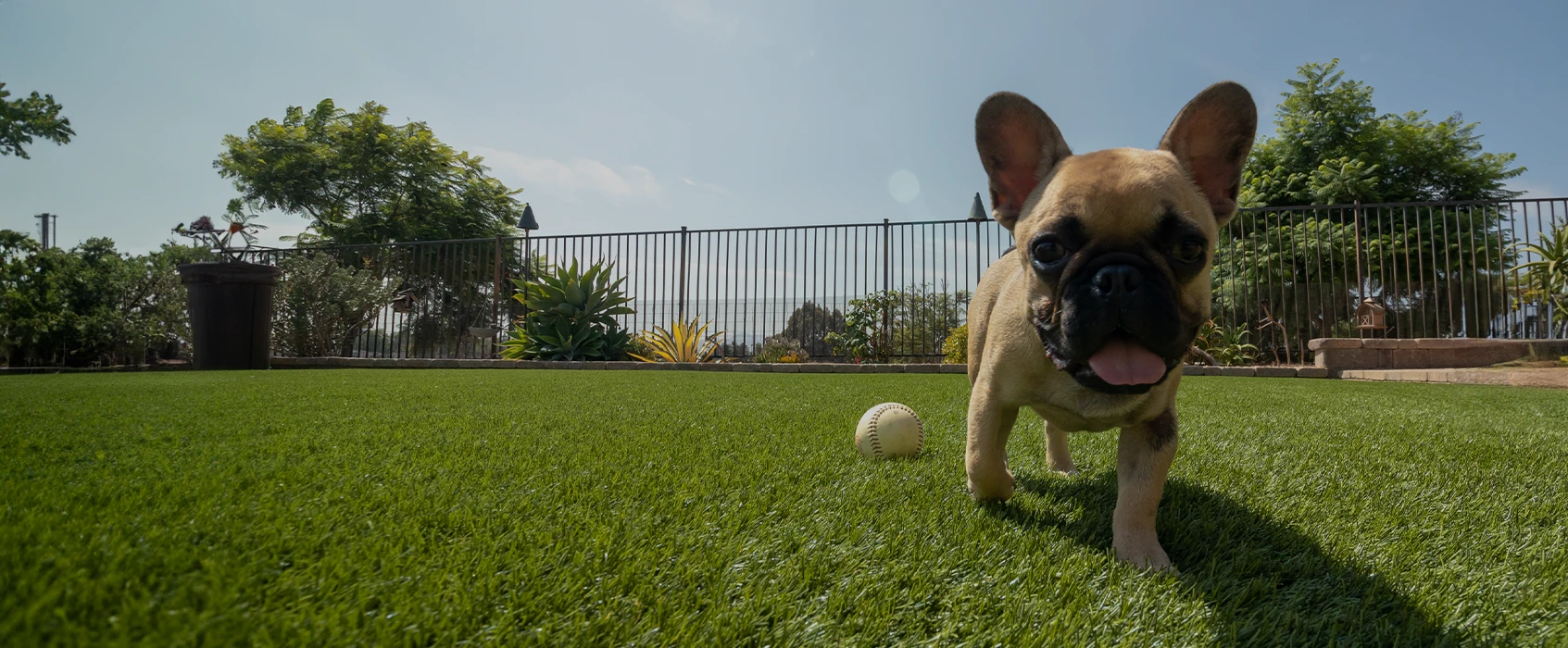 A small dog walking on green grass, with a white ball nearby and a fence in the background