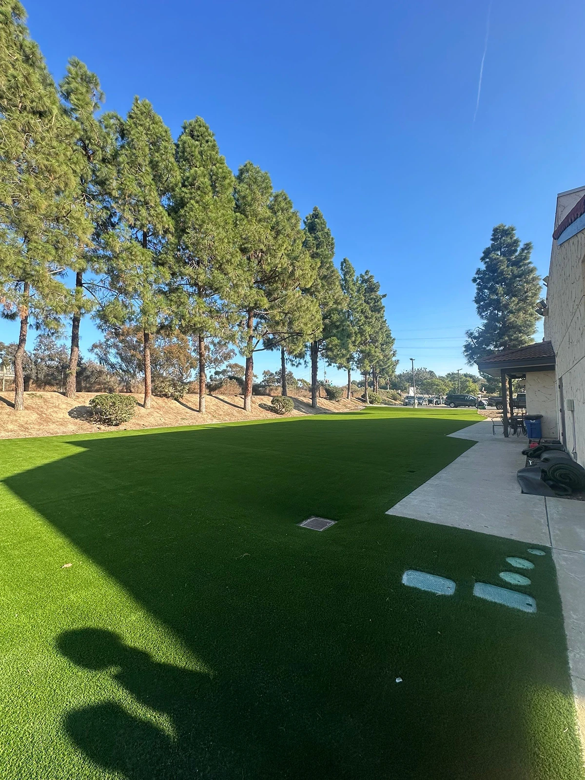 A grassy area with tall trees and a sidewalk under a clear blue sky