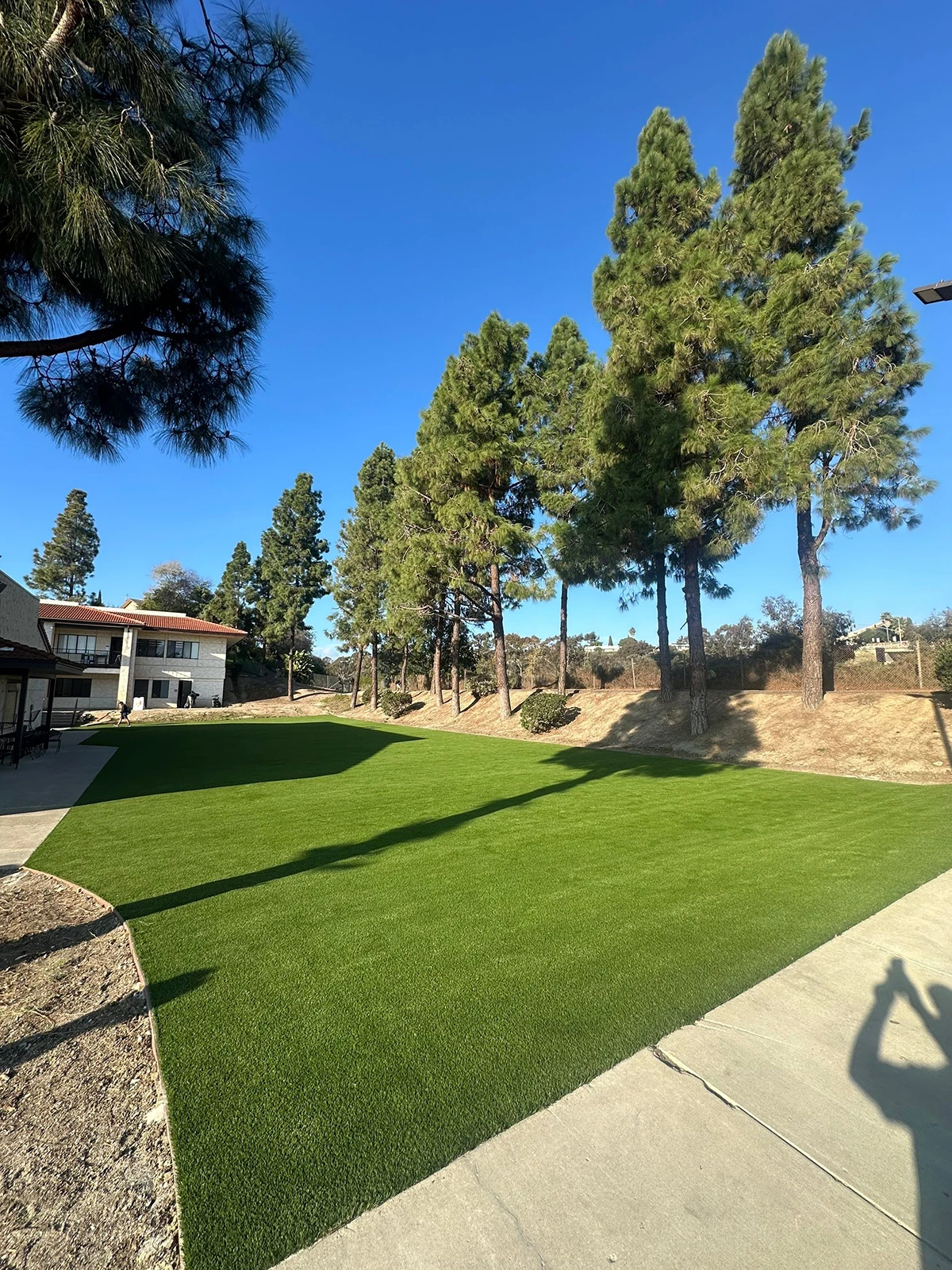 Green lawn surrounded by tall trees and a concrete pathway. Clear blue sky