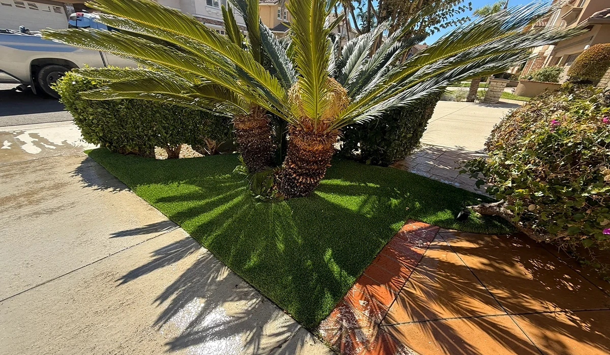 Palm trees on a lawn with shadows cast on the ground