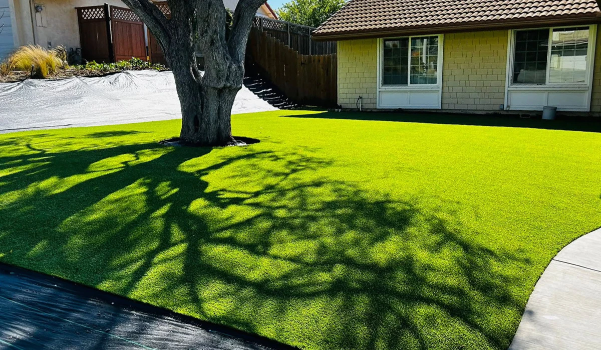 Green lawn with a tree casting a shadow, next to a house