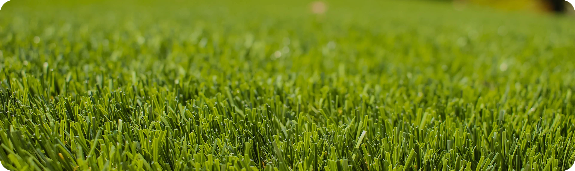 Close-up of lush green grass blades in a sunny setting