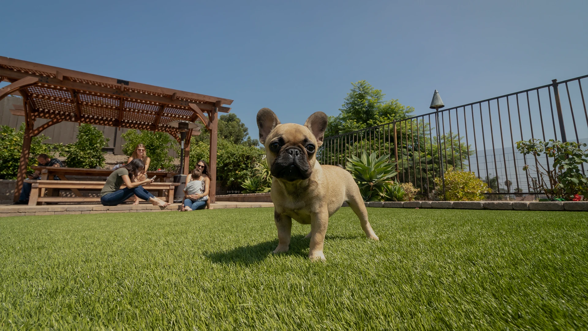 A small dog stands on green grass with a patio and people in the background
